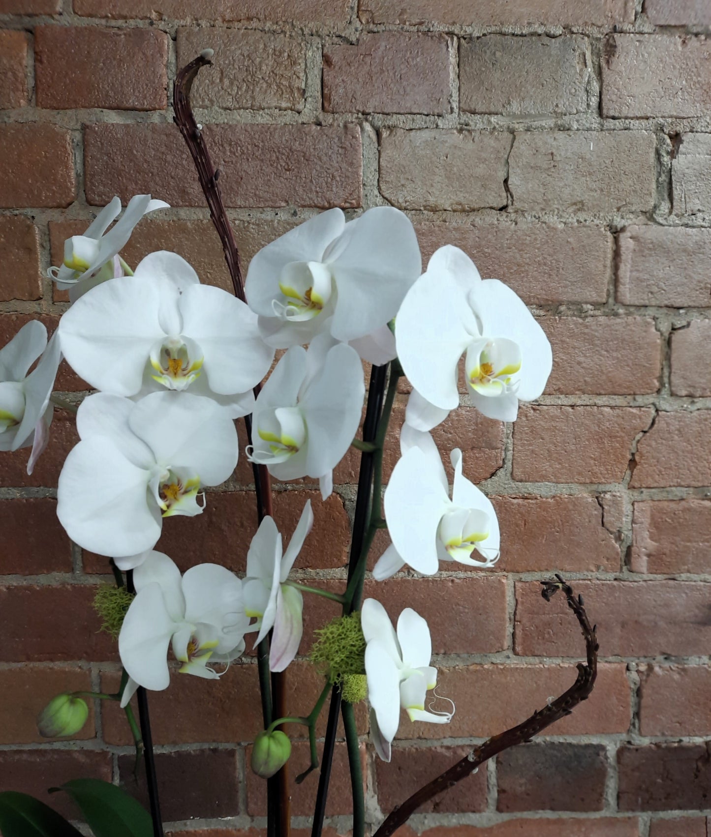 Waterfall Orchid