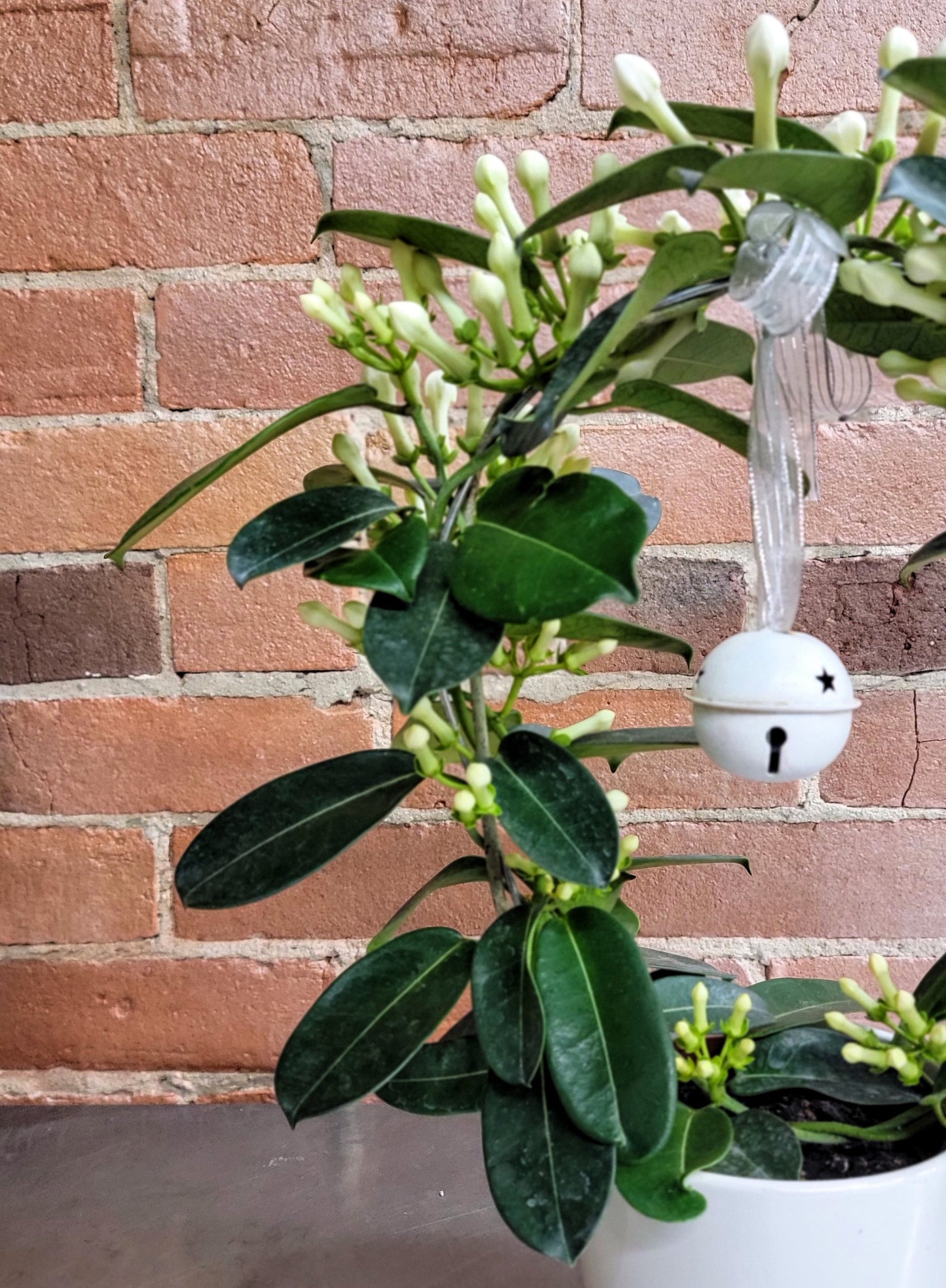 Stephanotis