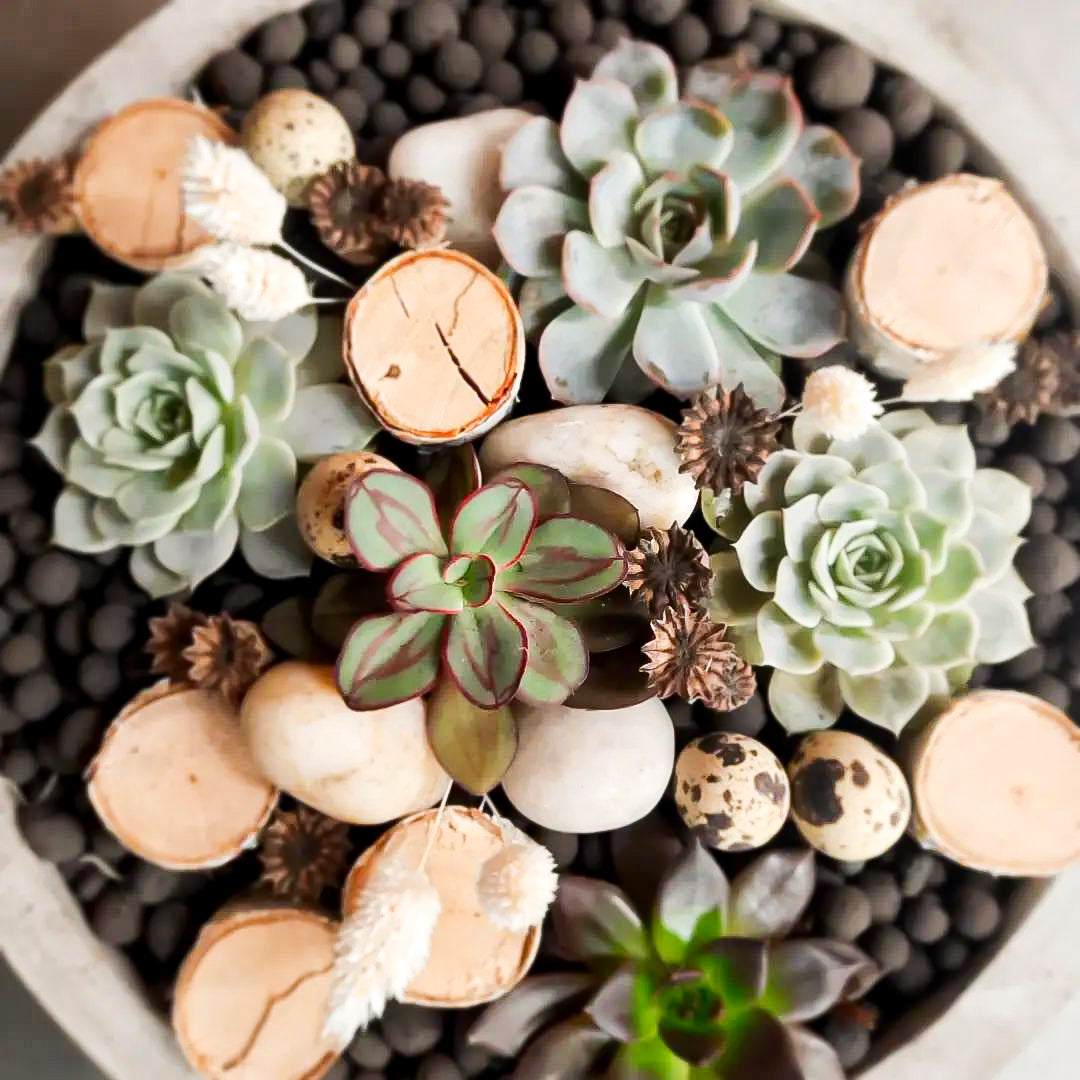 Succulent & Cactus Garden