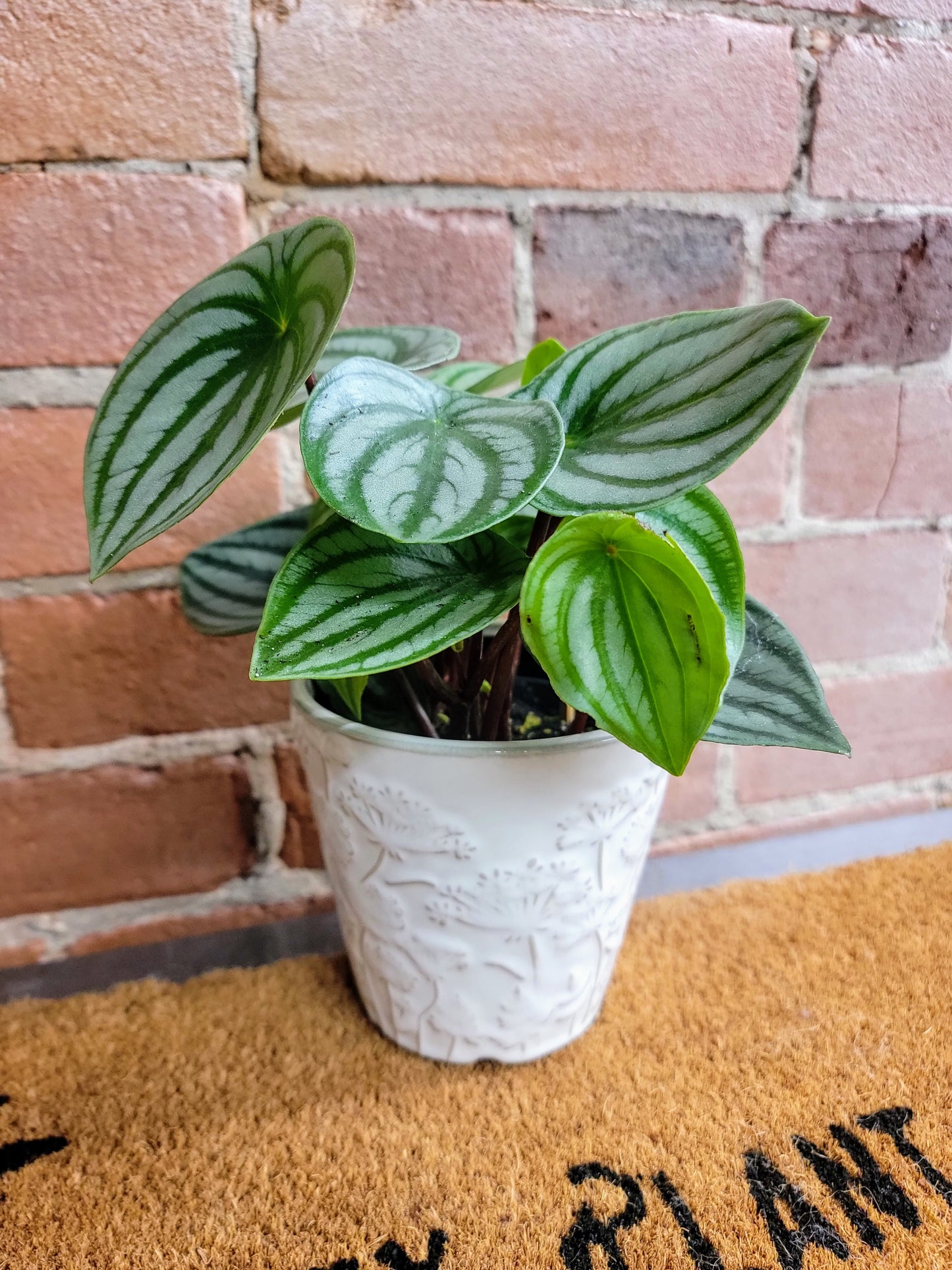 Plant Mom