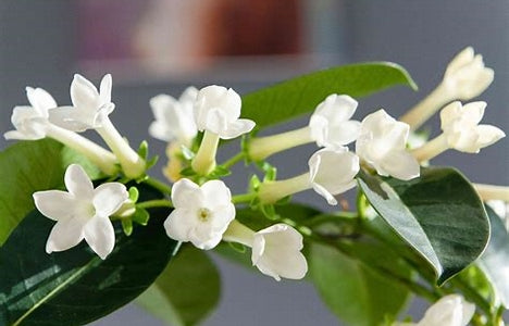 Stephanotis