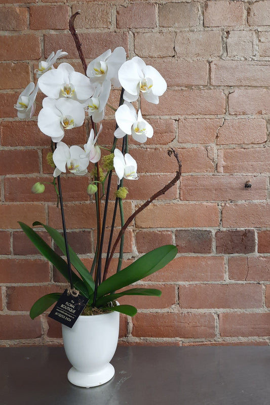 Waterfall Orchid
