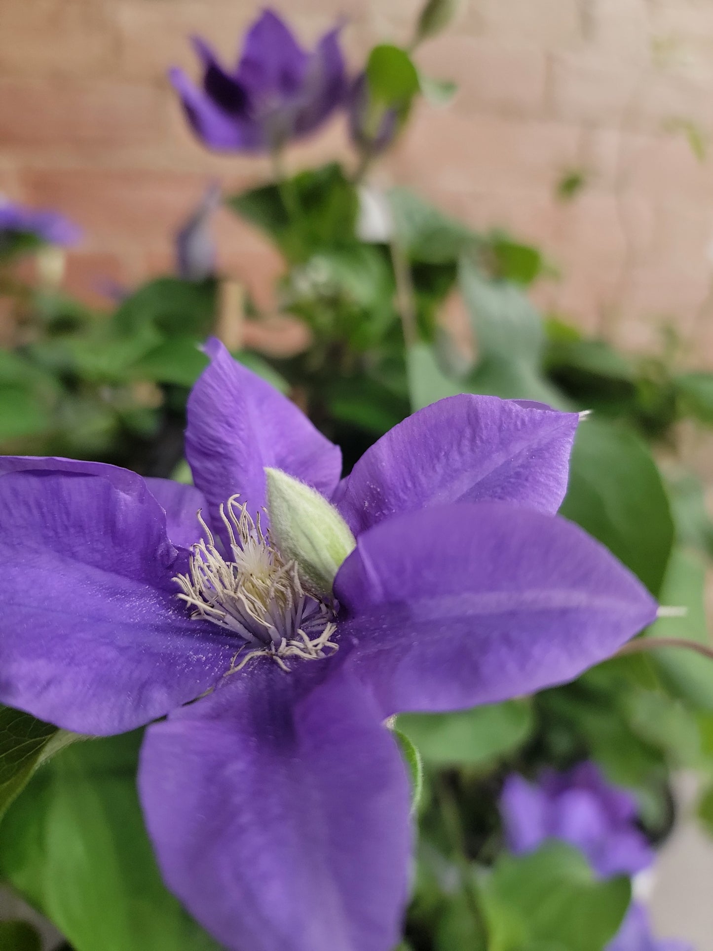 Climbing Clematis