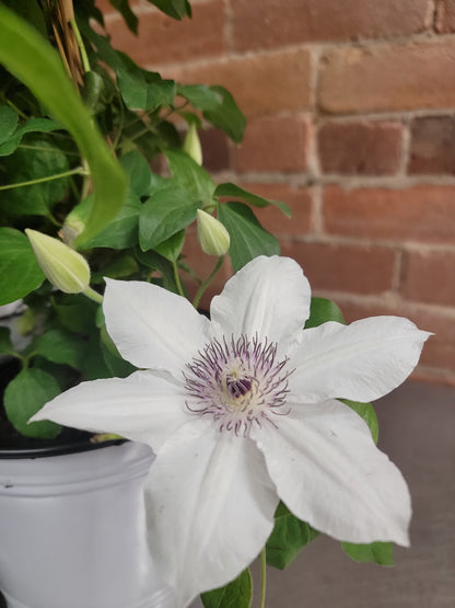 Climbing Clematis