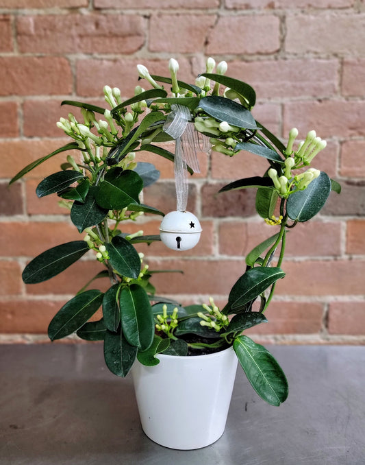 Stephanotis