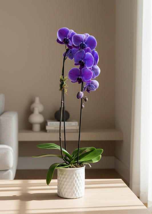 Blue Orchid Plant